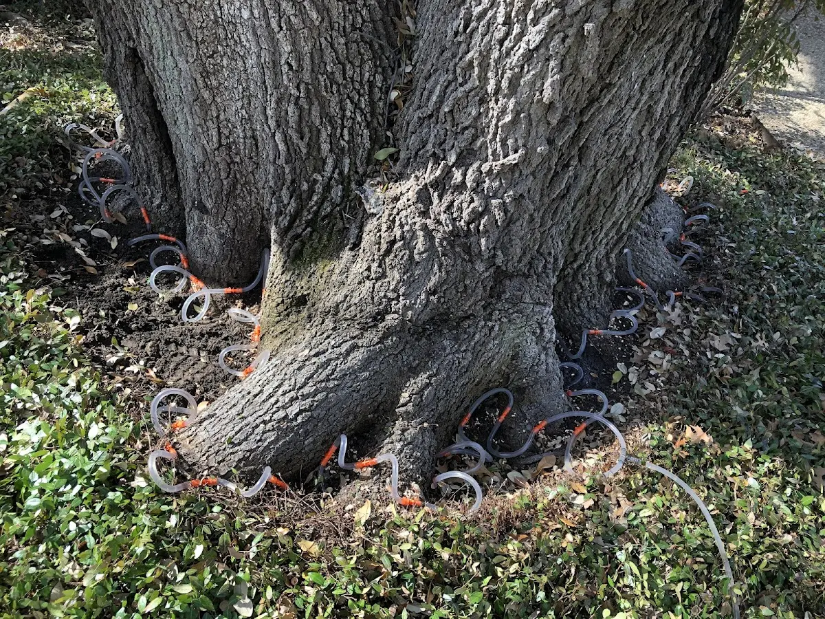 Detailed Tree Cabling and Bracing job site in Normangee