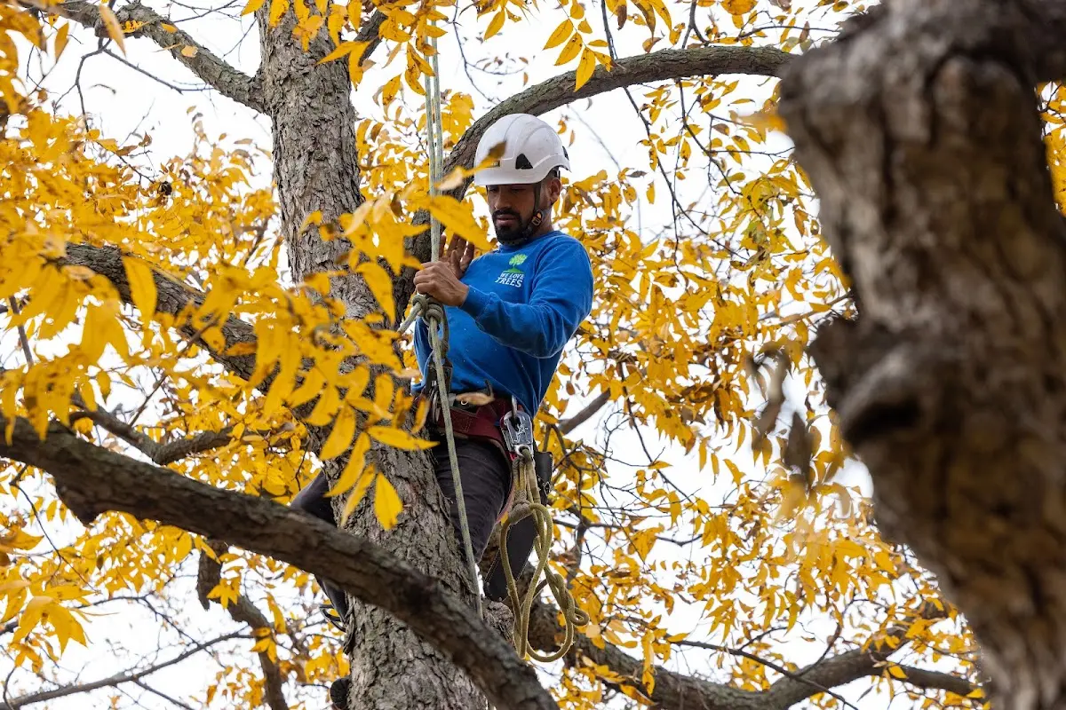 Skilled Storm Damage Cleanup crew working in Normangee
