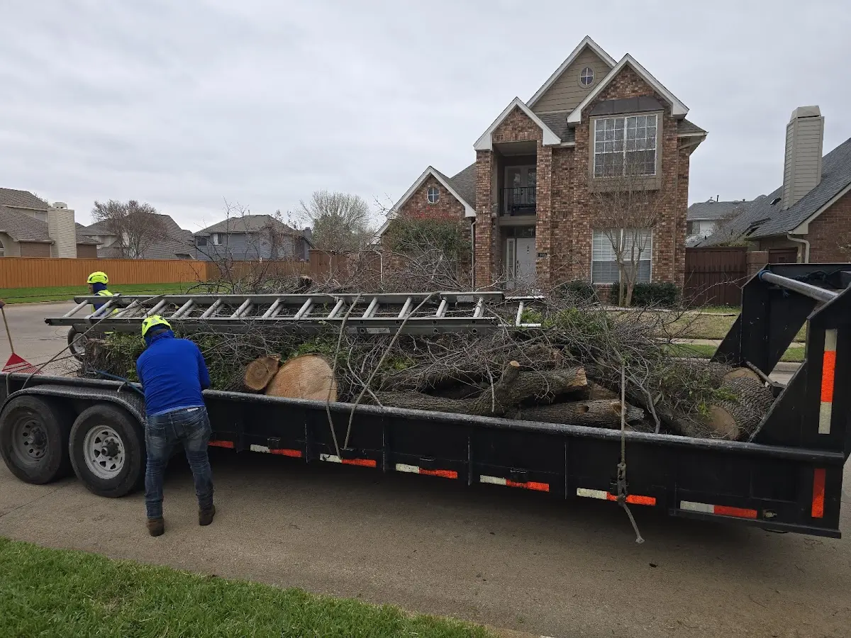 Expert Tree Removal with proper safety equipment in Normangee